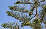 Araucaria heterophylla. Ветви с шишками. Португалия, г. Лиссабон, в культуре. 10.08.2025.