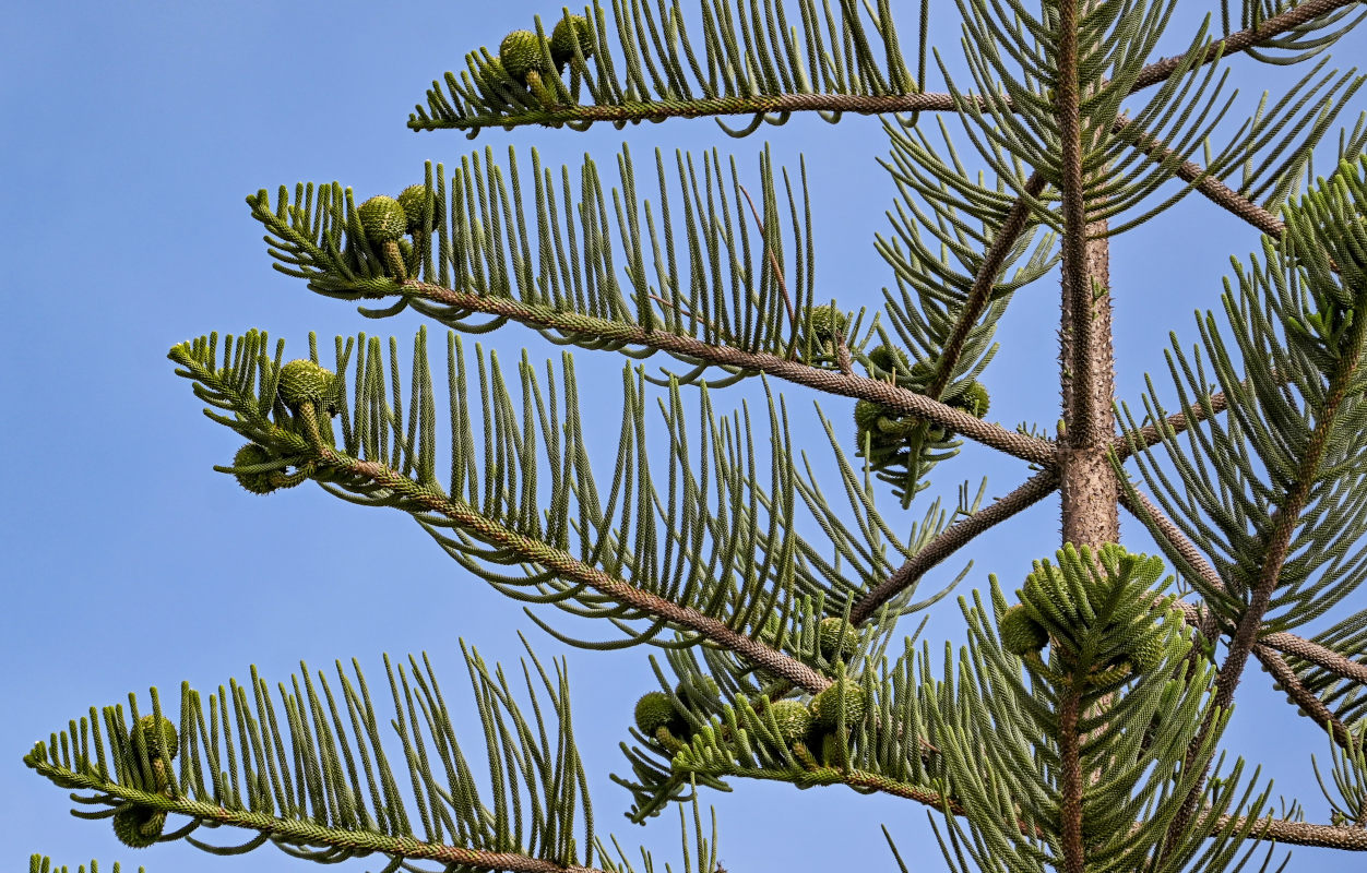 Изображение особи Araucaria heterophylla.