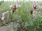 Astragalus kronenburgii. Цветущее растение. Казахстан, Жамбылская обл.; Закаратауская равнина, депрессия между горами Улькунбурултау и Малым Каратау, южное побережье оз. Нурлы, щебнистая вершина бугра. 22 апреля 2022 г.