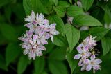 Deutzia × hybrida. Верхушка ветви с соцветиями. Калининградская обл., г. Калининград, в культуре. 29.06.2025.