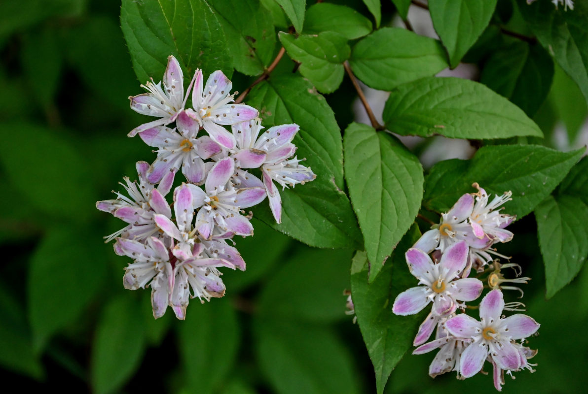 Изображение особи Deutzia &times; hybrida.