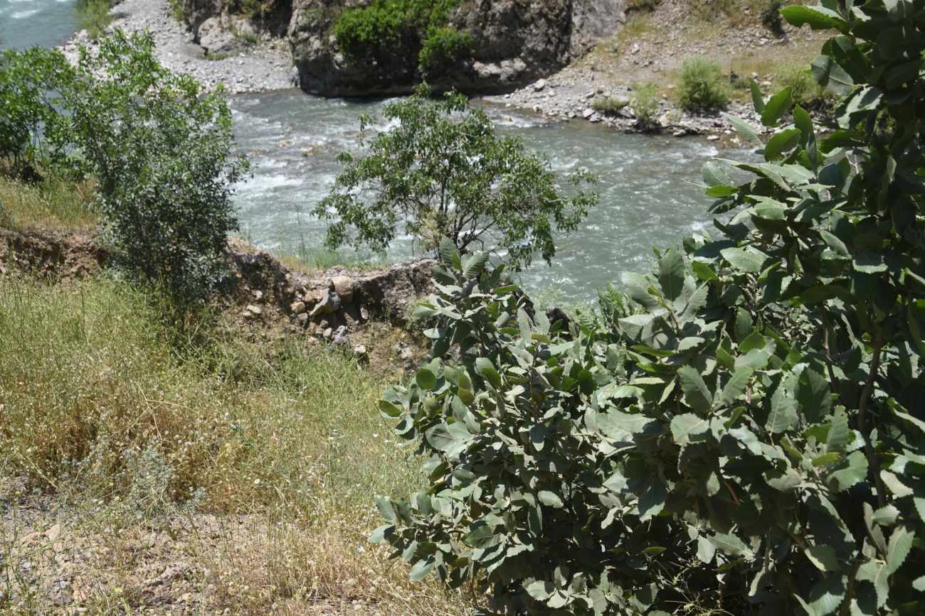 Image of genus Quercus specimen.