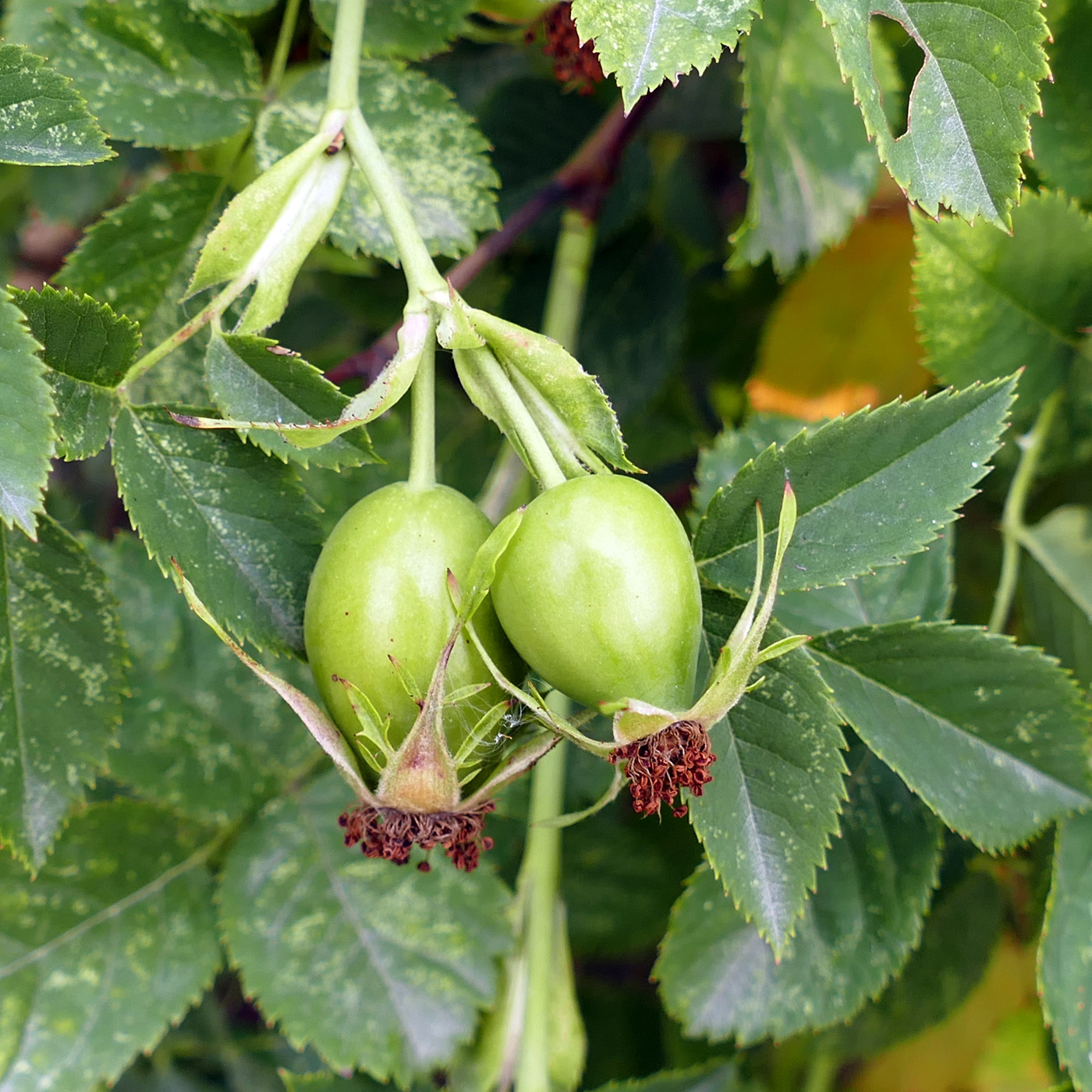 Изображение особи Rosa canina.