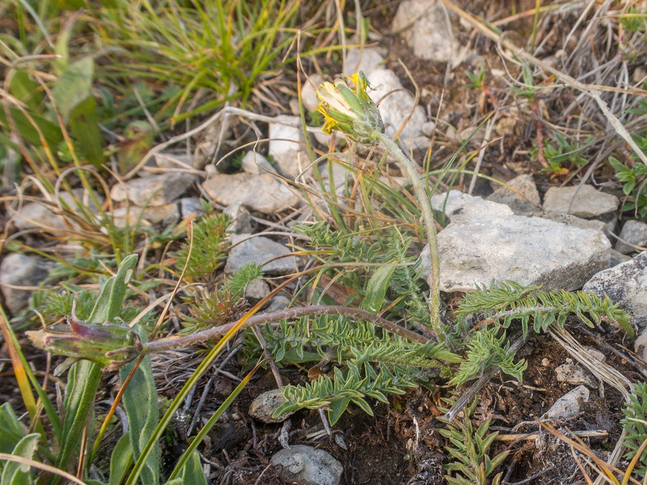 Изображение особи род Taraxacum.