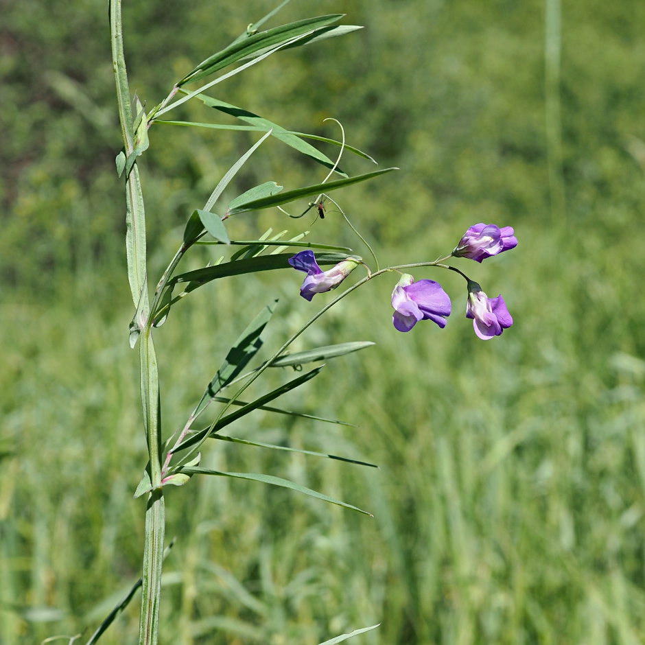 Изображение особи Lathyrus palustris.