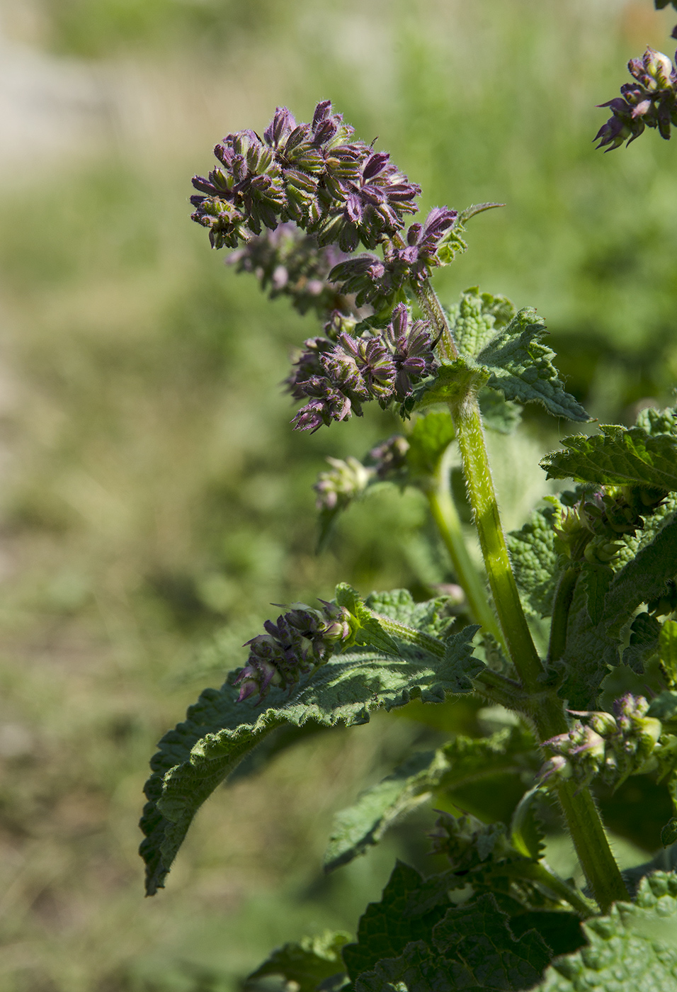 Image of Salvia verticillata specimen.