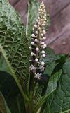 Phytolacca acinosa. Верхушка растения с соцветием. Московская обл., г. Серпухов, Красная гора, смотровая площадка. 08.09.2024.