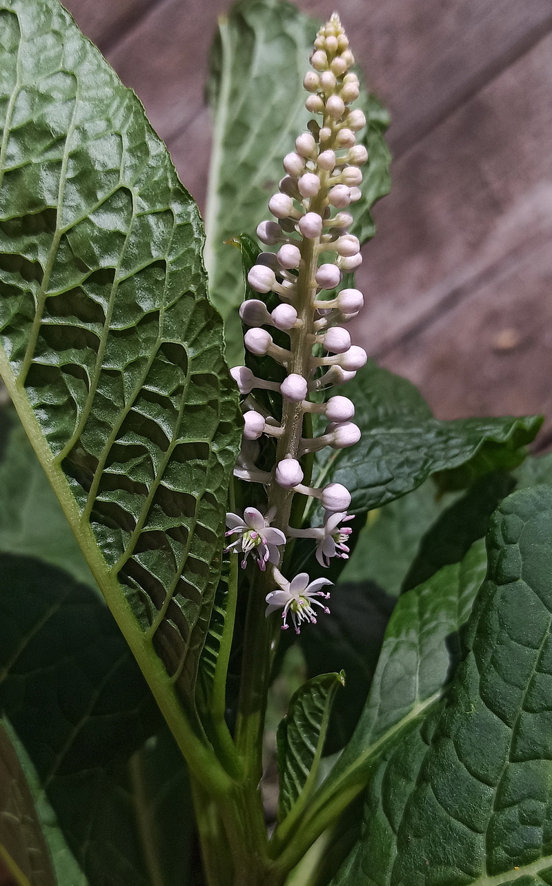 Изображение особи Phytolacca acinosa.