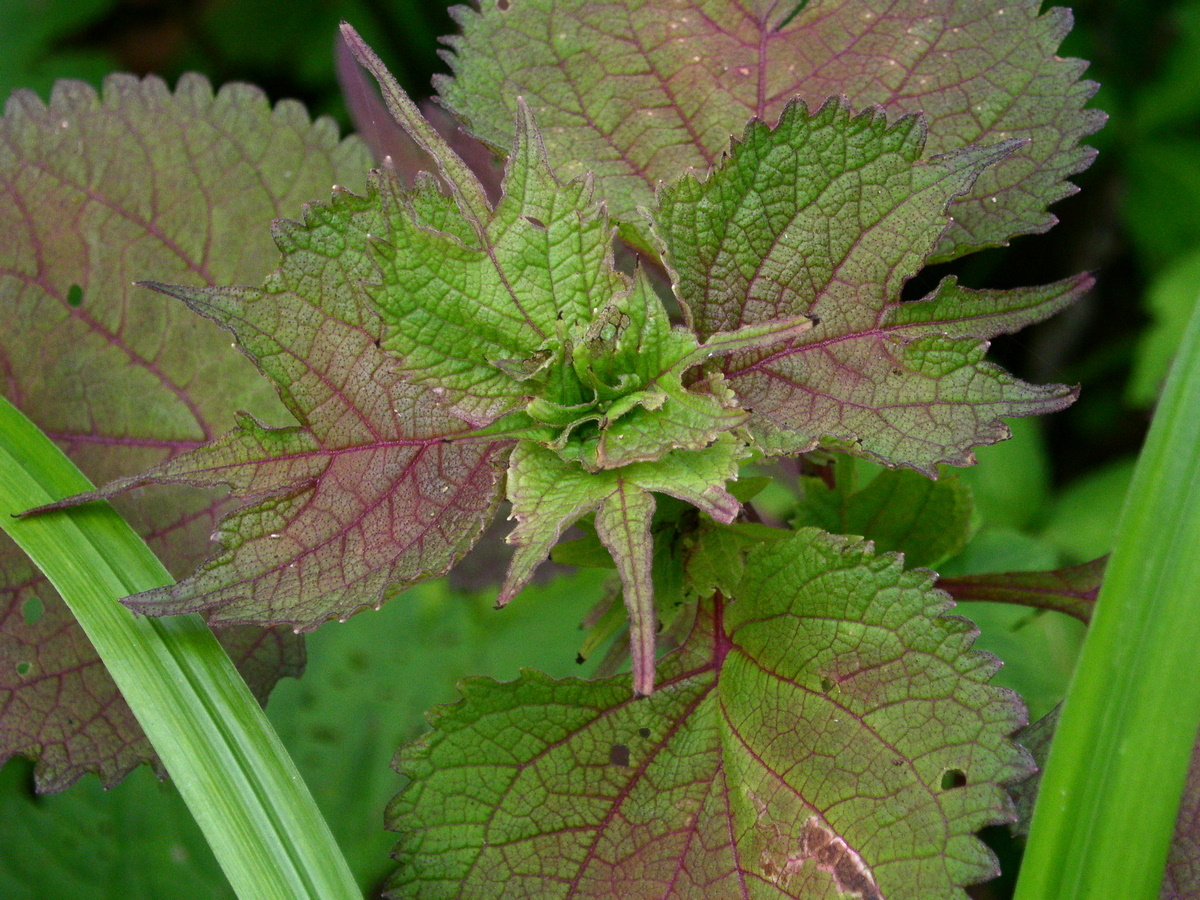 Изображение особи Isodon excisus.