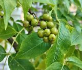 Phellodendron amurense. Соплодие с незрелыми плодами и листья в осенней окраске. Республика Беларусь, г. Витебск, ботанический сад ВГУ. Конец сентября.