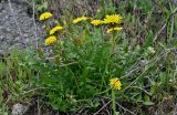 Taraxacum officinale. Растение с цветущими и отцветшими соцветиями. Липецкая обл., Задонский р-н, запов. \"Галичья гора\", окраина зарослей кустарников, каменистый участок склона. 10.05.2026.