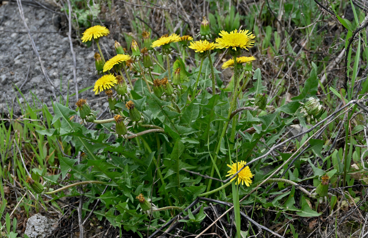 Изображение особи Taraxacum officinale.