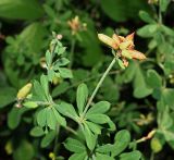 Dorycnium graecum. Часть побега с листьями и соплодие. Краснодарский край, окр. г. Адлер, вырубка под ЛЭП. 03.07.2024.