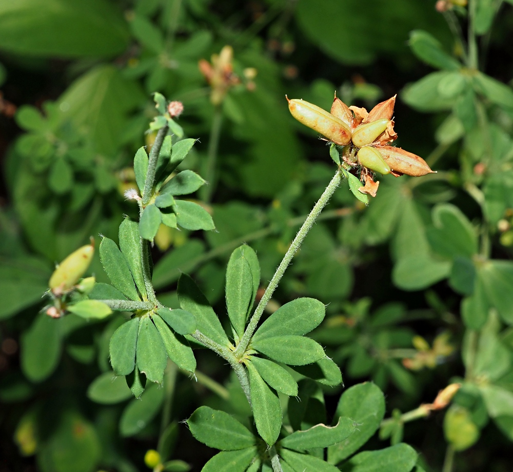 Изображение особи Dorycnium graecum.