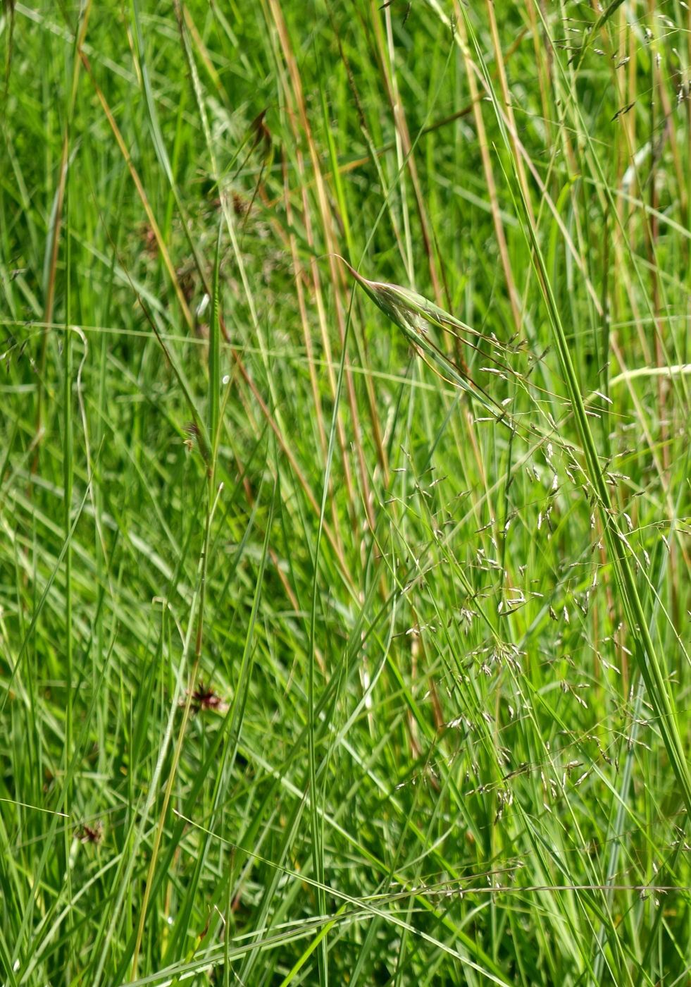 Изображение особи Themeda triandra.