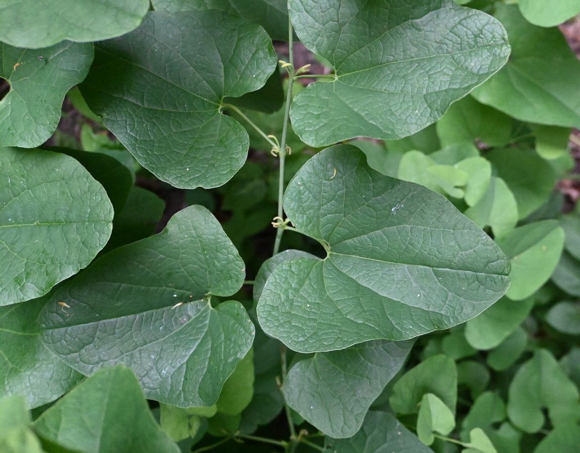 Image of Aristolochia clematitis specimen.