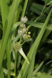 Sparganium erectum. Верхушка цветущего растения. Томская обл., Томск, пос. Заварзино, правый берег р. Ушайка, мелководье. 20.07.2026.