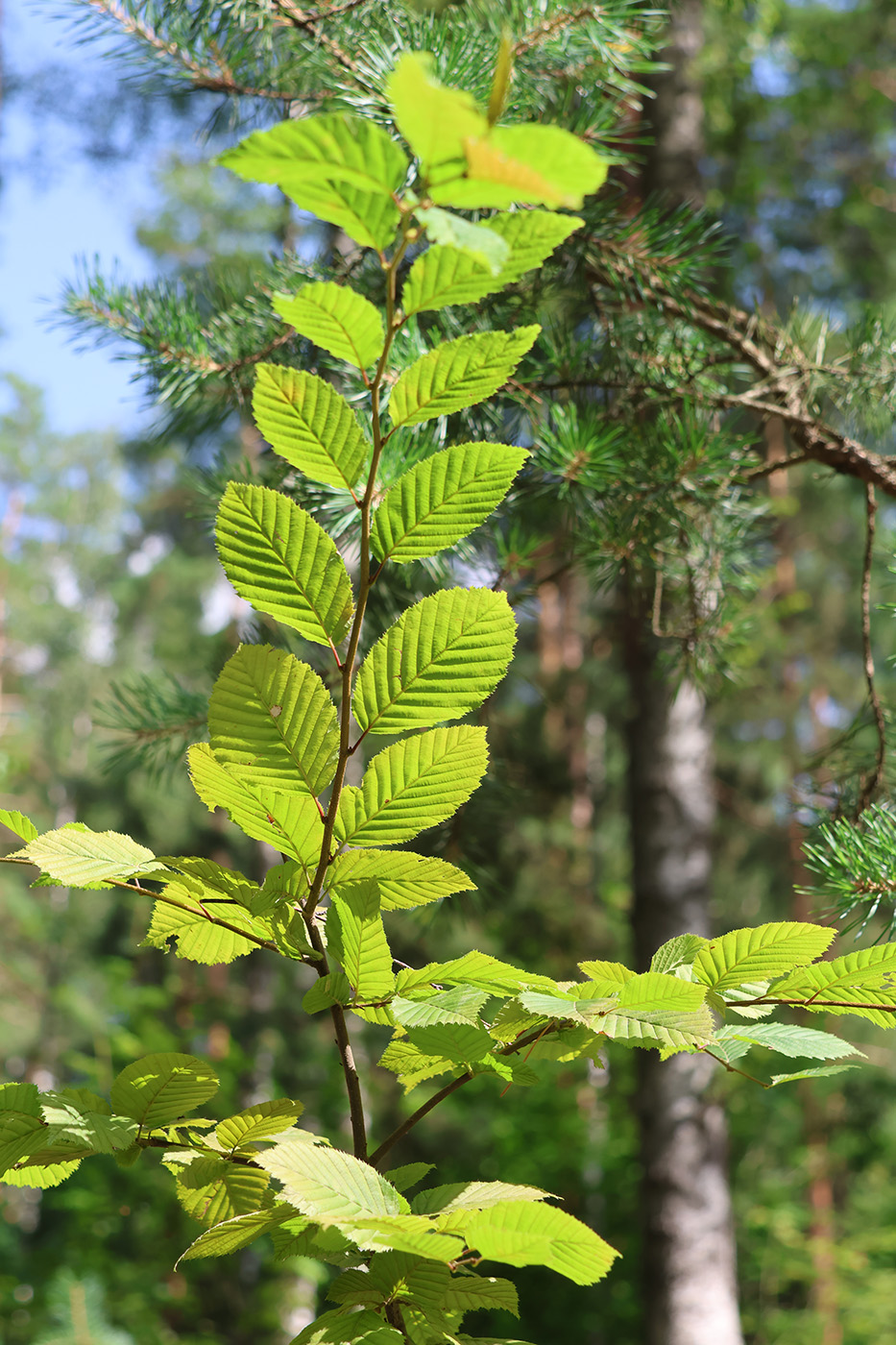 Изображение особи Carpinus betulus.
