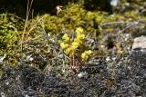 genus Sedum. Цветущие растения. Грузия, край Самцхе-Джавахети, Аспиндзский муниципалитет, южная окр. с. Тмогви, горная степь, на камне. 10 июня 2026 г.
