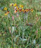Tephroseris phaeantha