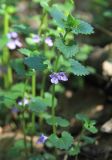 Glechoma hederacea. Верхушка цветущего растения. Москва, Кузьминский парк, на склоне под старыми липами. 10.05.2011.