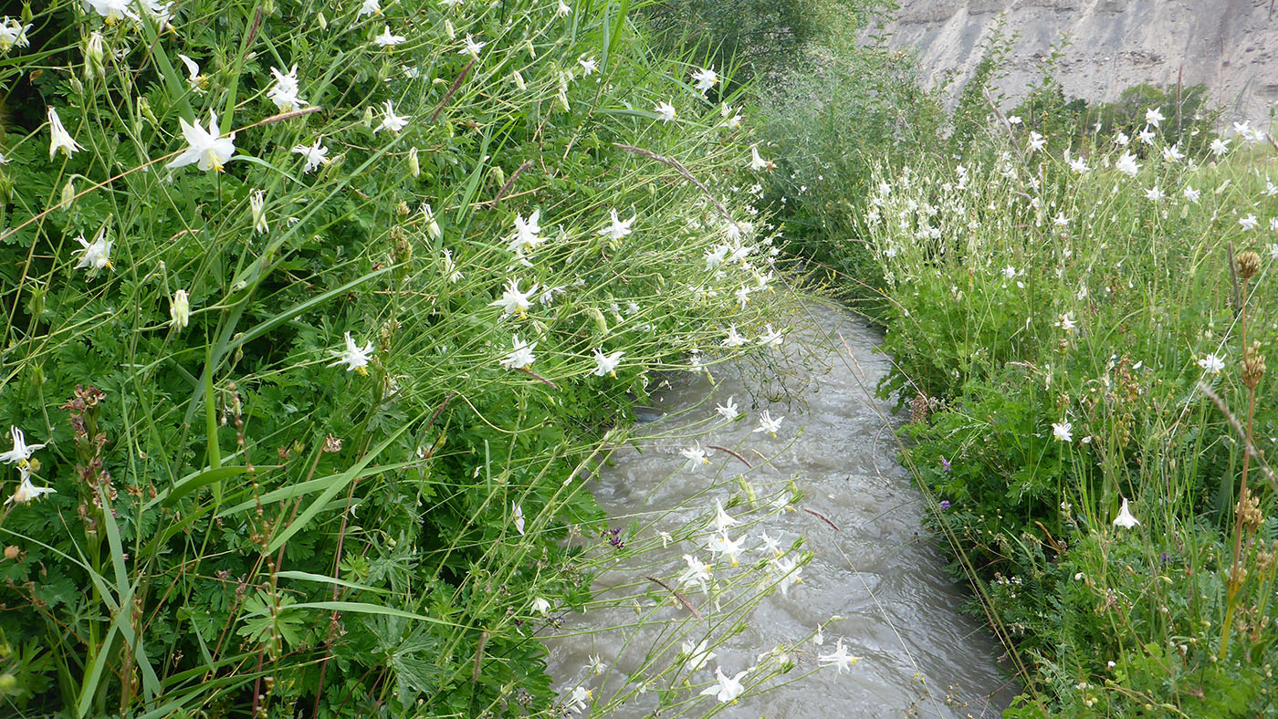 Image of genus Aquilegia specimen.