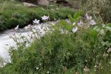 Geranium collinum