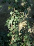 Hedera helix. Побеги с листьями. Республика Молдова, муниципалитет Кишинёв, г. Кодру. 11 апреля 2026 г.