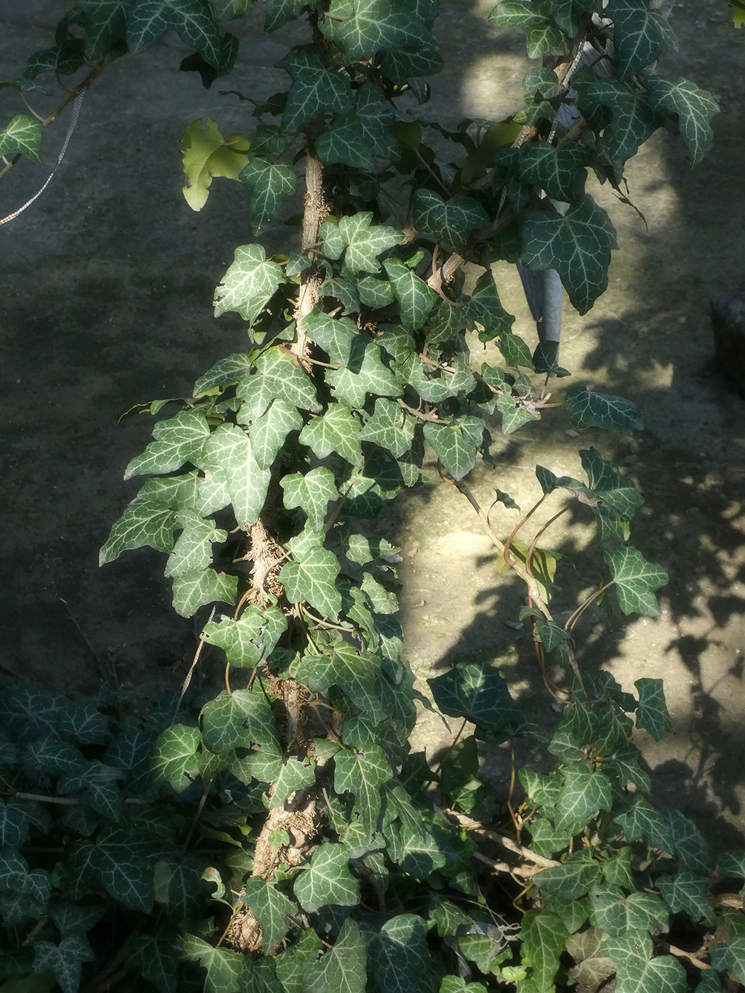 Image of Hedera helix specimen.