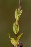 Lomatogonium carinthiacum. Нижняя часть цветущего растения. Карачаево-Черкесия, Карачаевский р-н, дол. р. Кичкинекол, выс. ≈ 2600 м н.у.м., альпийский луг. 13.08.2026.