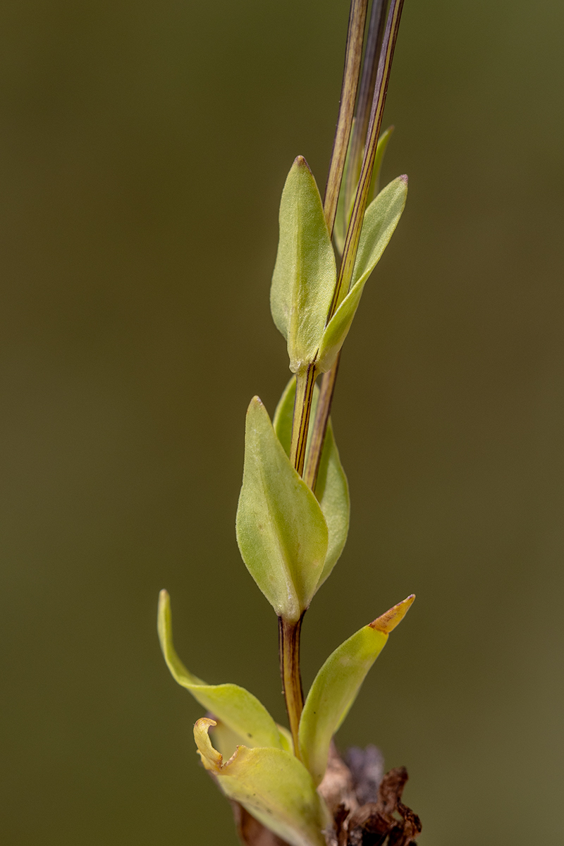 Image of Lomatogonium carinthiacum specimen.
