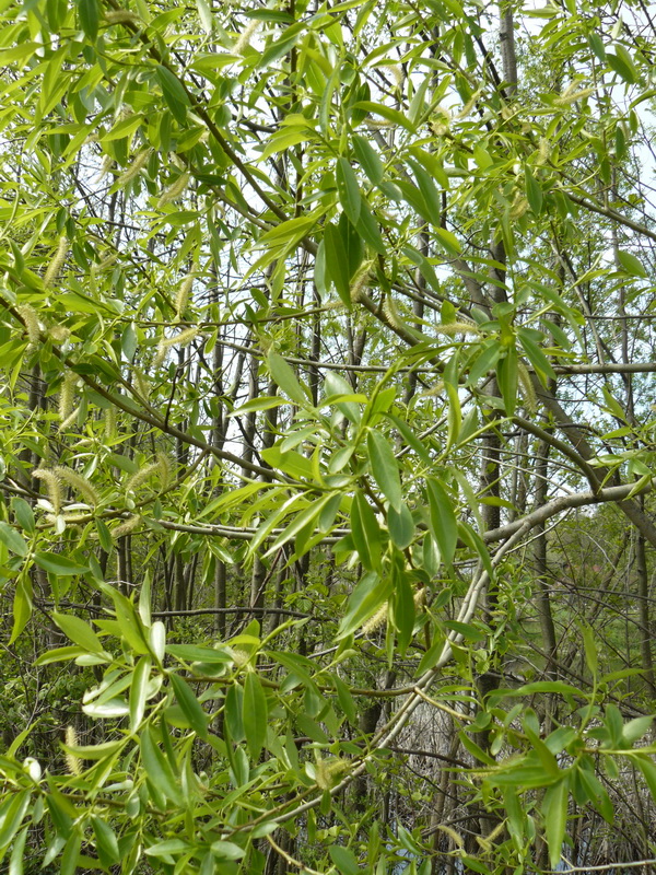 Изображение особи Salix &times; meyeriana.