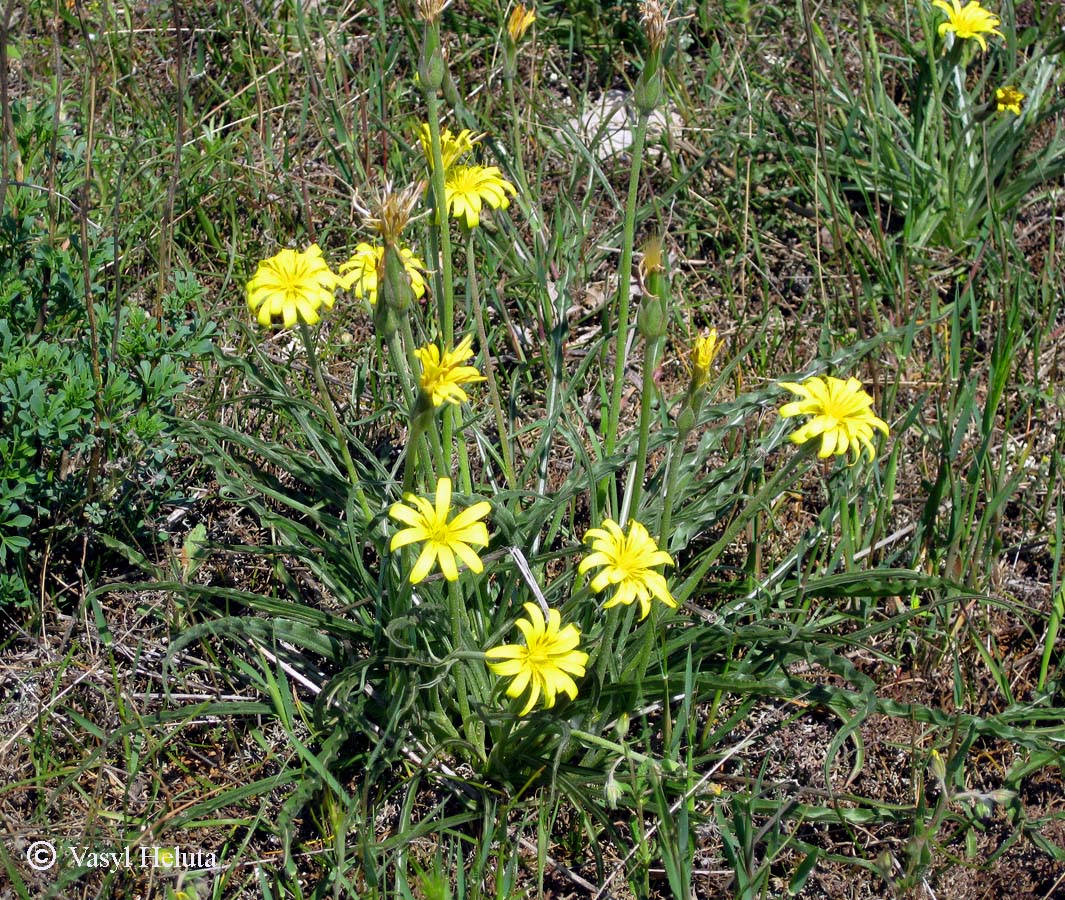 Image of Scorzonera mollis specimen.