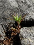 Minuartia wiesneri. Цветущее растение. Южный берег Крыма, окр. пгт Гурзуф, ур. Мертвая долина. 27.05.2011.