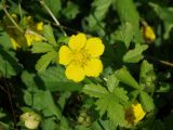 Potentilla reptans. Цветок и листья. Украина, Николаевская обл., Кинбурнская коса. 13 июня 2011 г.