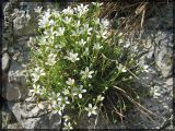 Arenaria grandiflora