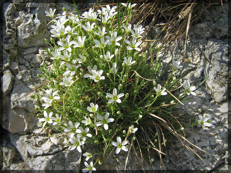 Image of Arenaria grandiflora specimen.