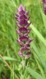 Salvia tesquicola