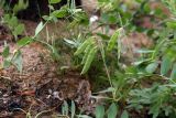 Lathyrus japonicus subspecies pubescens. Побеги с соплодиями. Ленинградская обл., побережье в р-не пос. Большая Ижора, песчаная поляна в травяном сосняке на дюне. 17.07.2011.