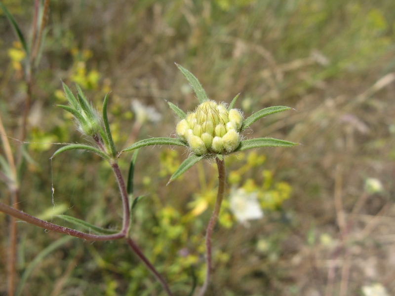 Image of Lomelosia argentea specimen.