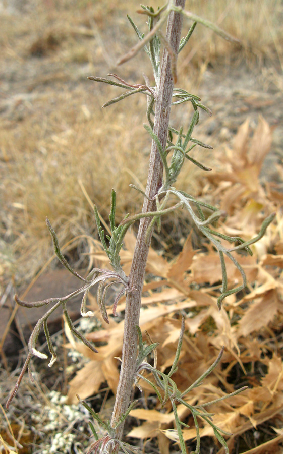 Изображение особи Centaurea caprina.