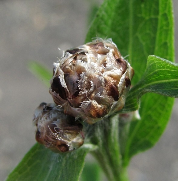 Изображение особи Centaurea jacea.