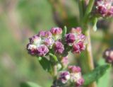 Chenopodium strictum