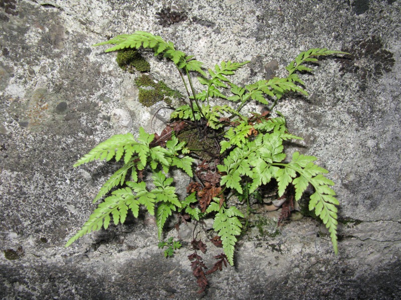 Изображение особи Asplenium adiantum-nigrum.