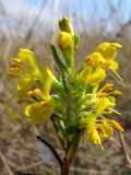 Orthanthella lutea