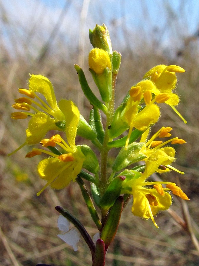 Image of Orthanthella lutea specimen.