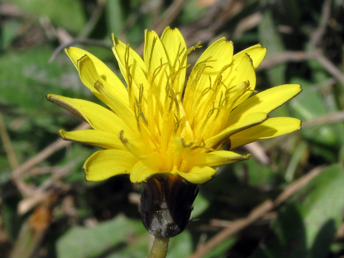 Изображение особи Taraxacum bessarabicum.