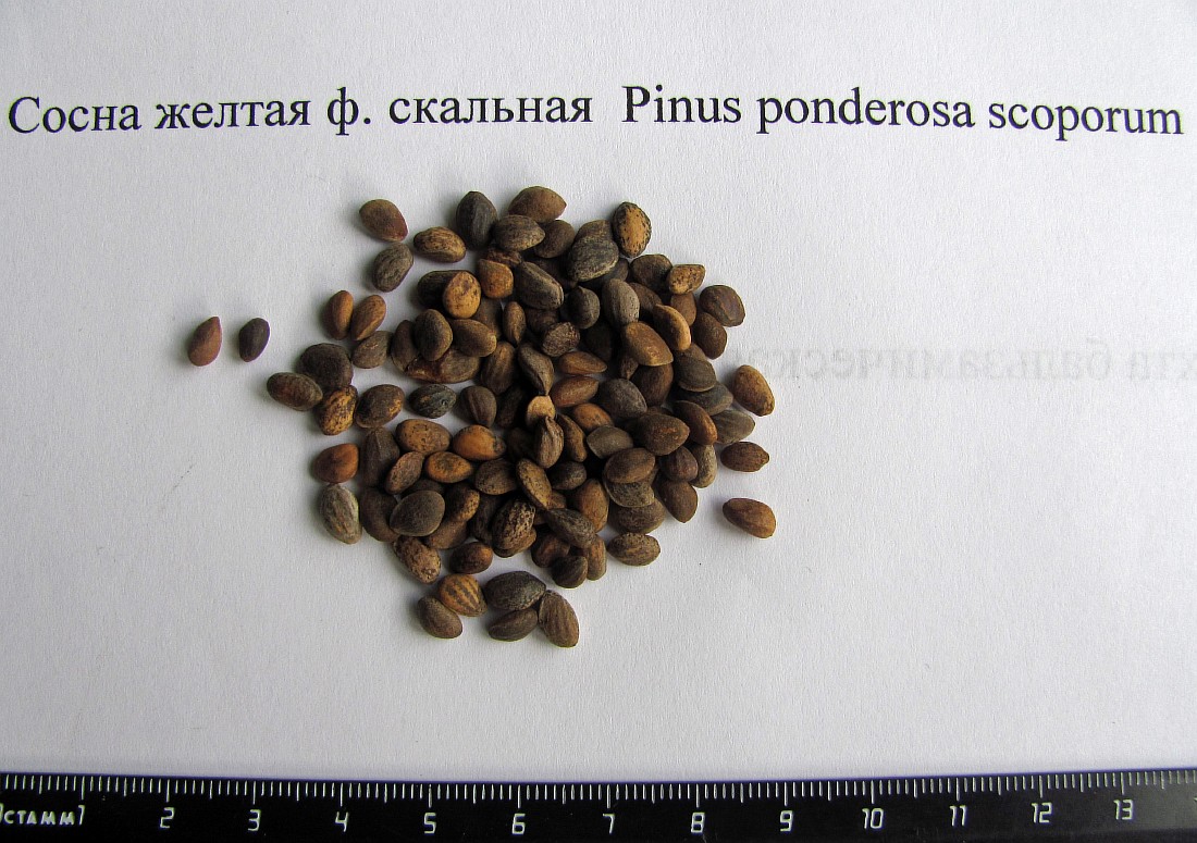 Изображение особи Pinus ponderosa var. scopulorum.