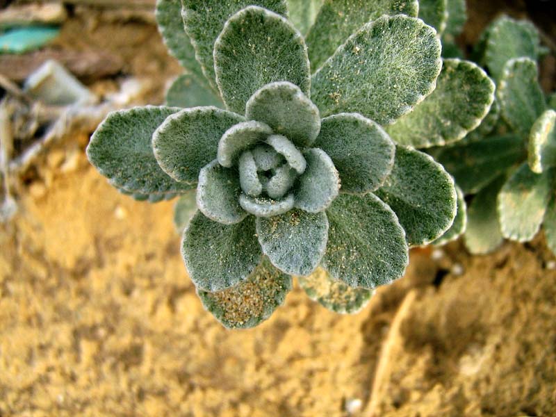 Image of Otanthus maritimus specimen.