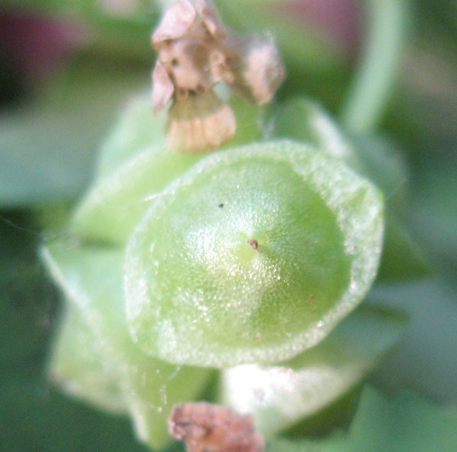 Image of Adoxa moschatellina specimen.